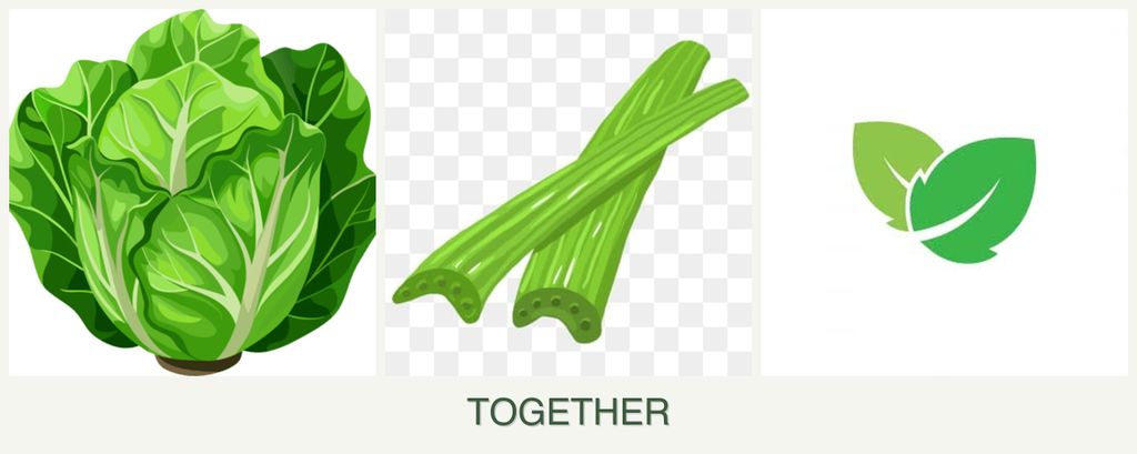 Can you plant lettuce, celery and mint together?