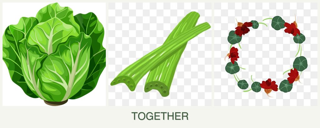 Can you plant lettuce, celery and nasturtiums together?