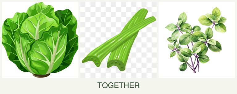 Can you plant lettuce, celery and oregano together?