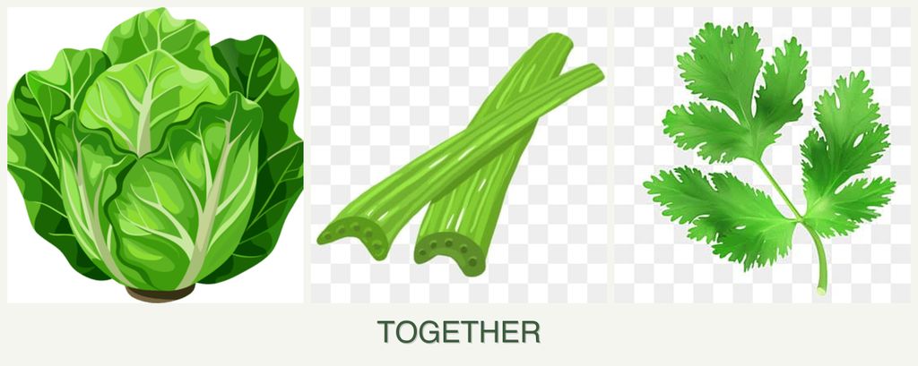 Can you plant lettuce, celery and parsley together?