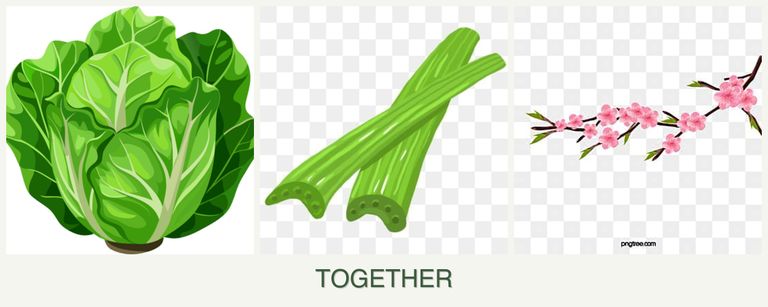 Can you plant lettuce, celery and peaches together?