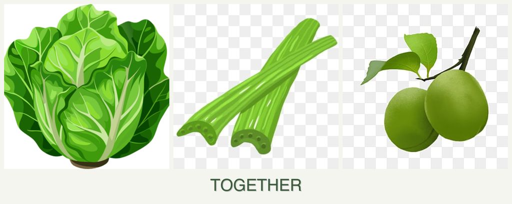 Can you plant lettuce, celery and plums together?