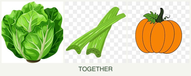 Can you plant lettuce, celery and pumpkin together?