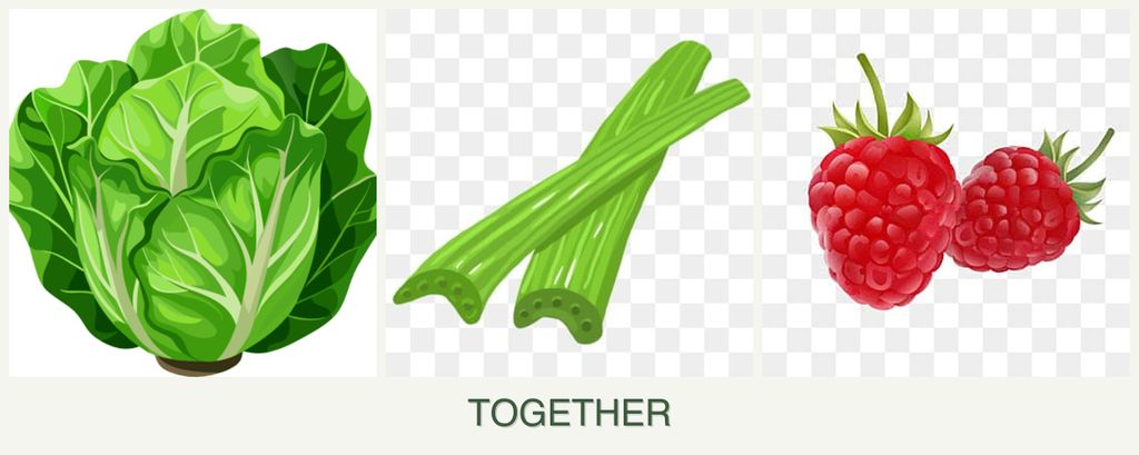 Can you plant lettuce, celery and raspberries together?