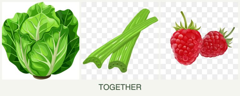 Can you plant lettuce, celery and raspberries together?