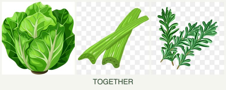 Can you plant lettuce, celery and rosemary together?