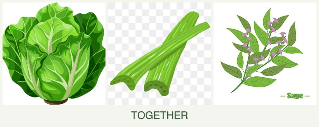 Can you plant lettuce, celery and sage together?