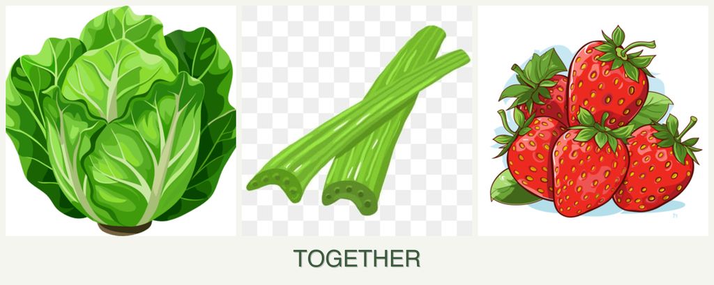 Can you plant lettuce, celery and strawberries together?