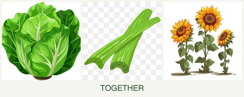 Can you plant lettuce, celery and sunflowers together?