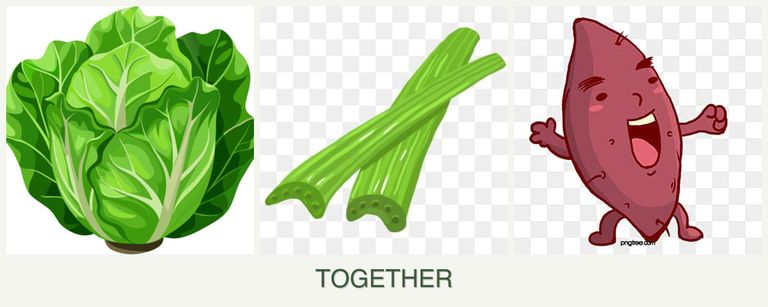 Can you plant lettuce, celery and sweet potatoes together?