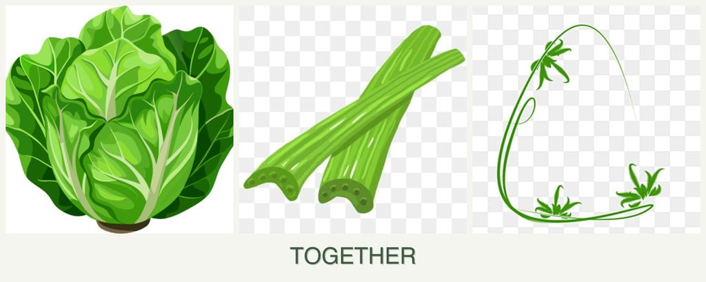 Can you plant lettuce, celery and tarragon together?