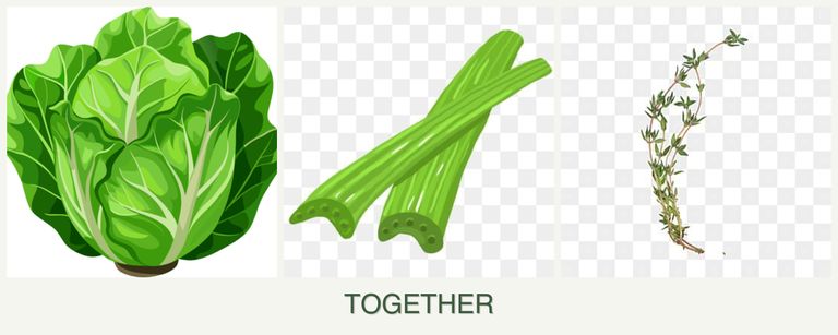 Can you plant lettuce, celery and thyme together?