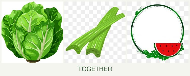 Can you plant lettuce, celery and watermelons together?