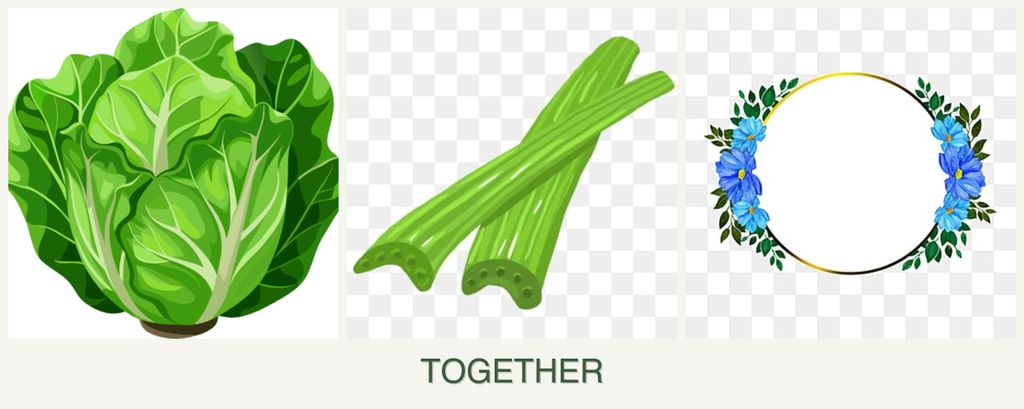 Can you plant lettuce, celery and zinnias together?