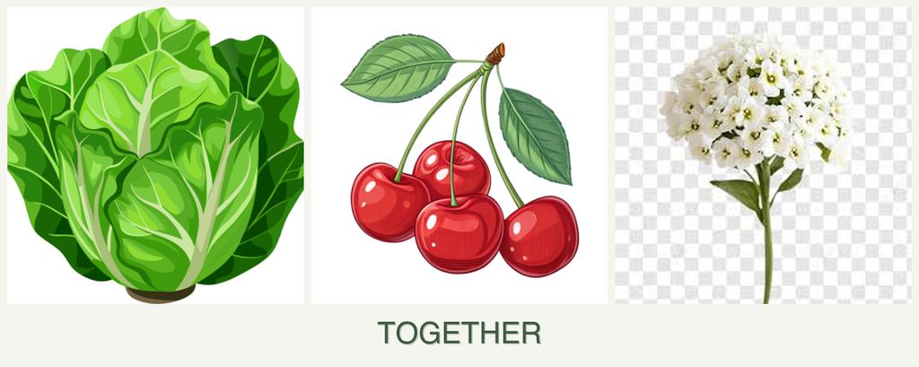 Can you plant lettuce, cherries and alyssum together?