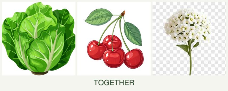 Can you plant lettuce, cherries and alyssum together?