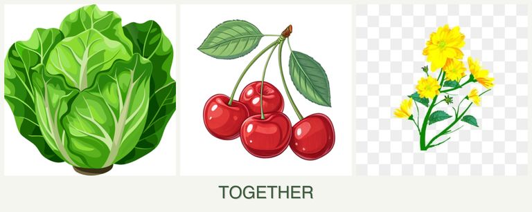 Can you plant lettuce, cherries and calendula together?