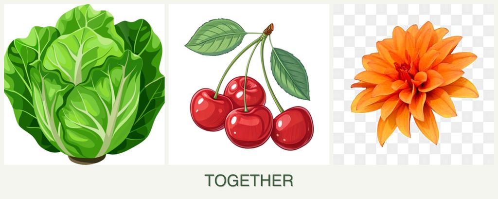 Can you plant lettuce, cherries and dahlias together?