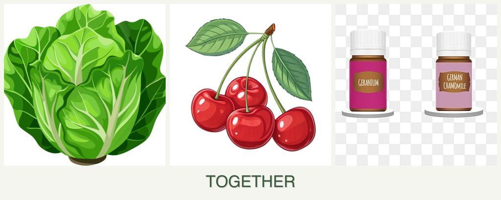 Can you plant lettuce, cherries and geraniums together?