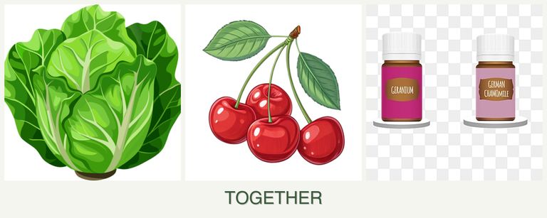 Can you plant lettuce, cherries and geraniums together?