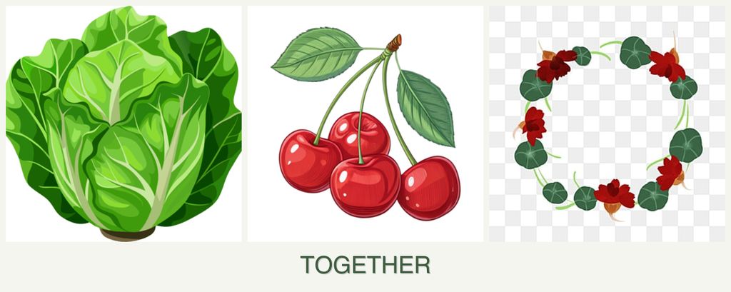 Can you plant lettuce, cherries and nasturtiums together?
