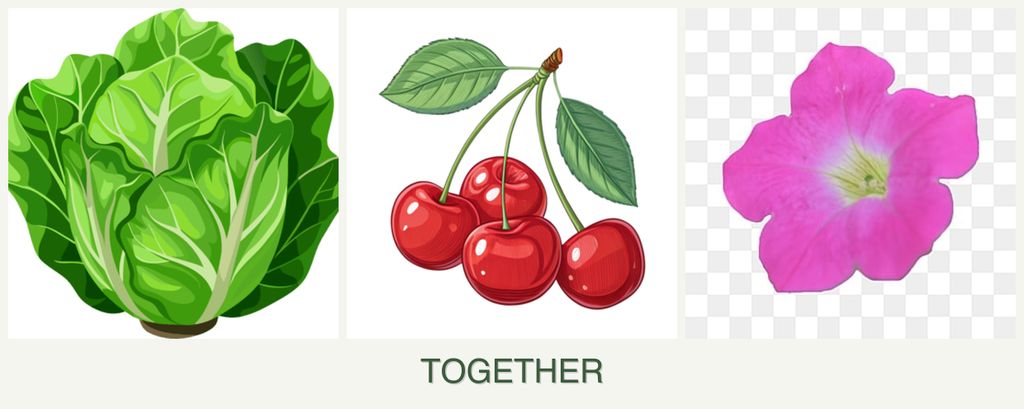 Can you plant lettuce, cherries and petunias together?