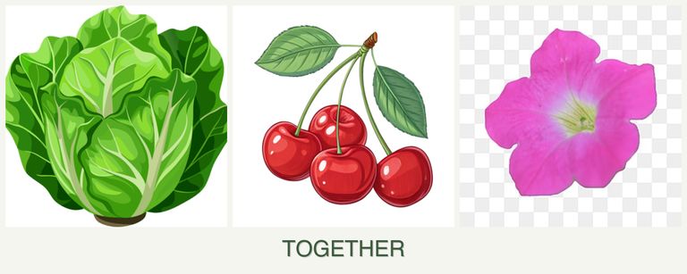 Can you plant lettuce, cherries and petunias together?