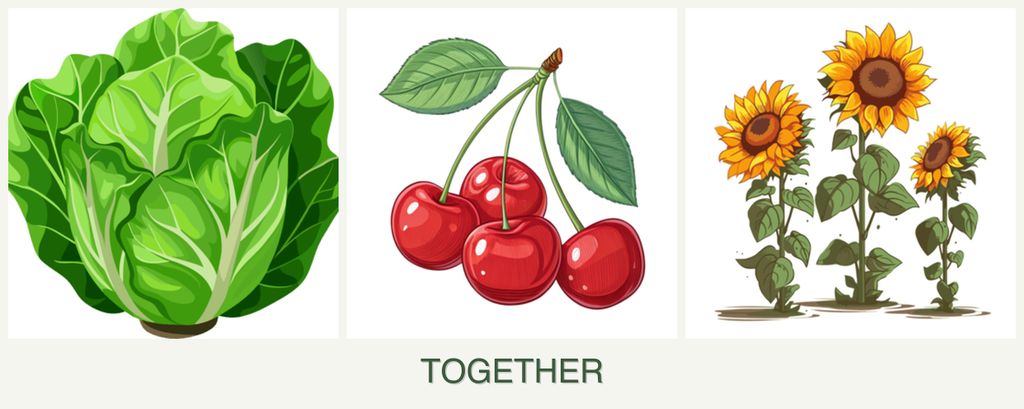 Can you plant lettuce, cherries and sunflowers together?