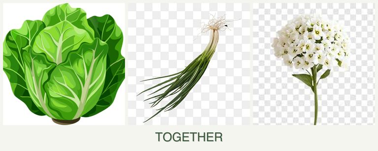 Can you plant lettuce, chives and alyssum together?