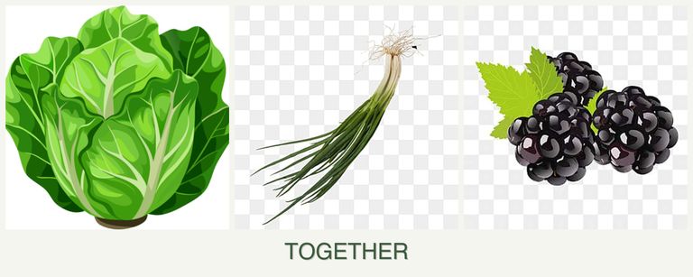 Can you plant lettuce, chives and blackberries together?