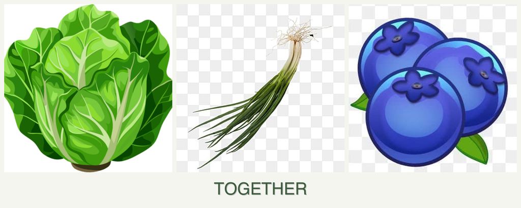 Can you plant lettuce, chives and blueberries together?
