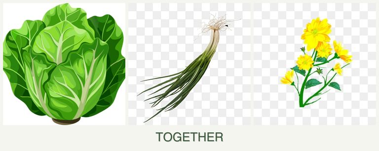 Can you plant lettuce, chives and calendula together?