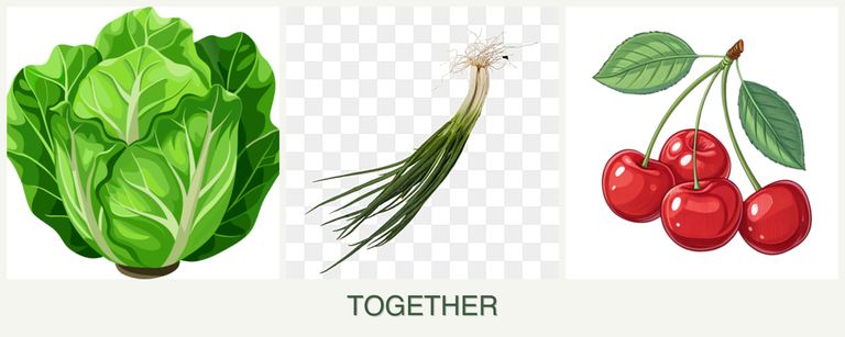 Can you plant lettuce, chives and cherries together?