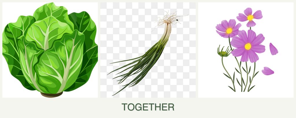 Can you plant lettuce, chives and cosmos together?