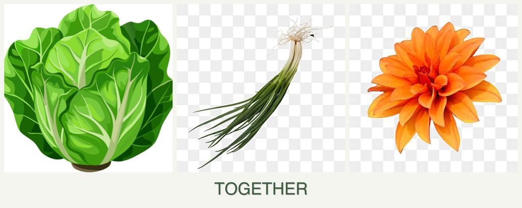 Can you plant lettuce, chives and dahlias together?