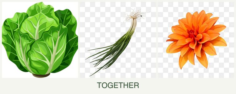 Can you plant lettuce, chives and dahlias together?