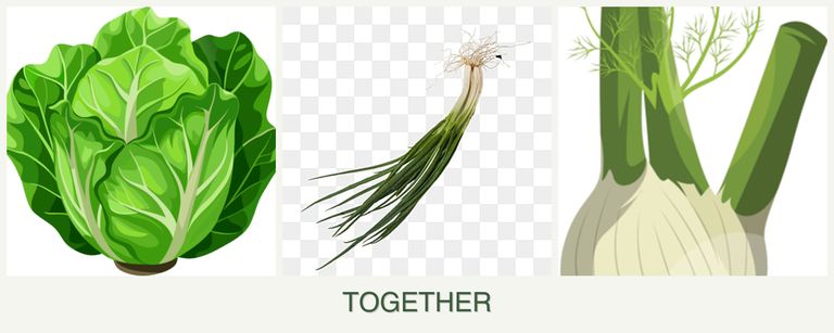 Can you plant lettuce, chives and fennel together?