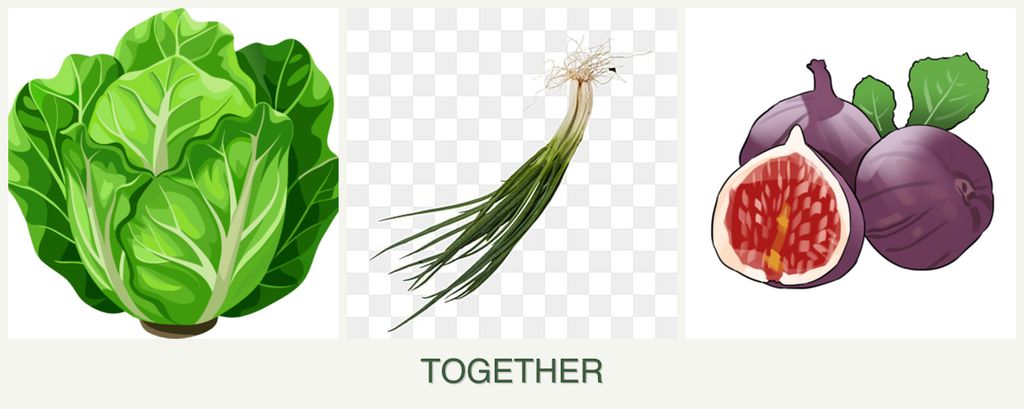 Can you plant lettuce, chives and figs together?
