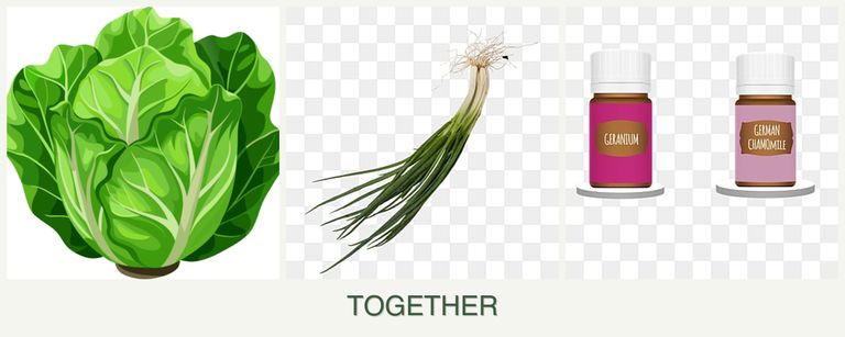 Can you plant lettuce, chives and geraniums together?