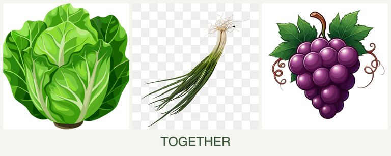 Can you plant lettuce, chives and grapes together?