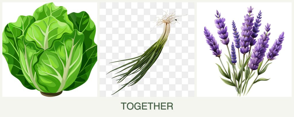 Can you plant lettuce, chives and lavender together?