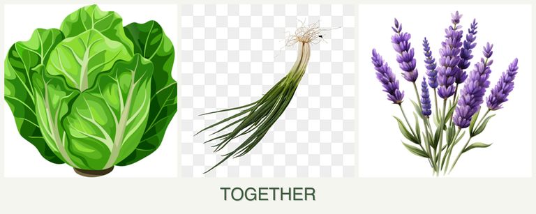 Can you plant lettuce, chives and lavender together?