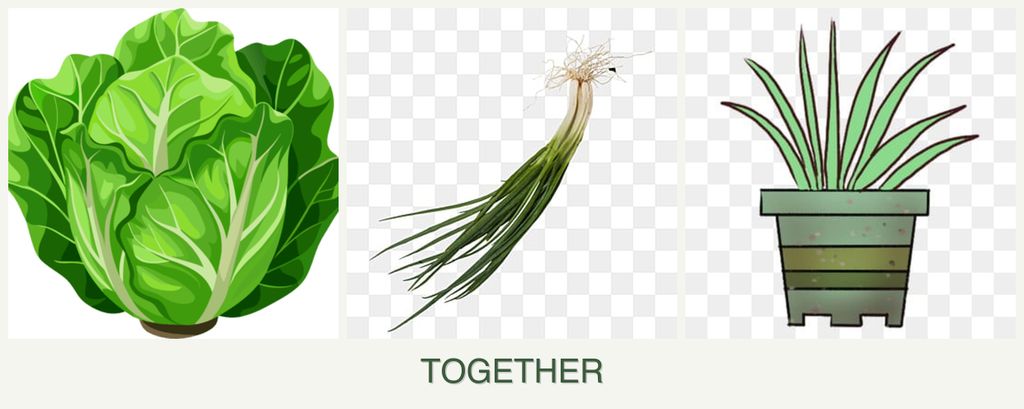 Can you plant lettuce, chives and lemongrass together?