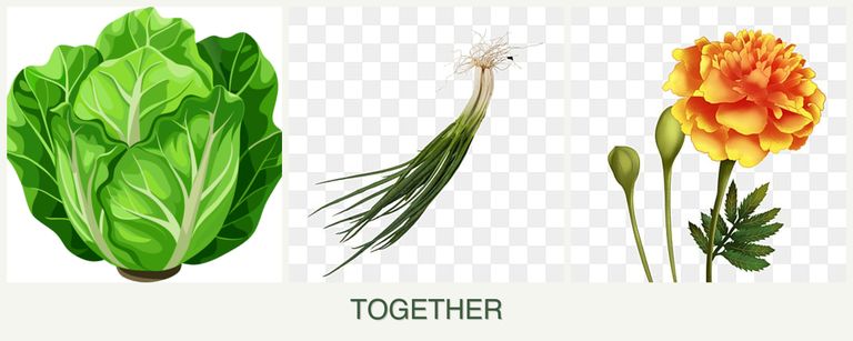 Can you plant lettuce, chives and marigolds together?