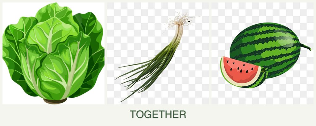 Can you plant lettuce, chives and melons together?
