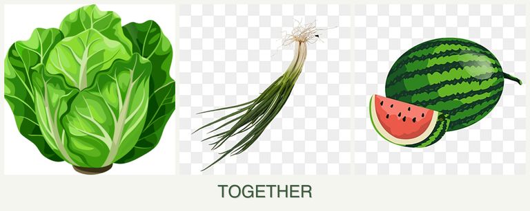 Can you plant lettuce, chives and melons together?