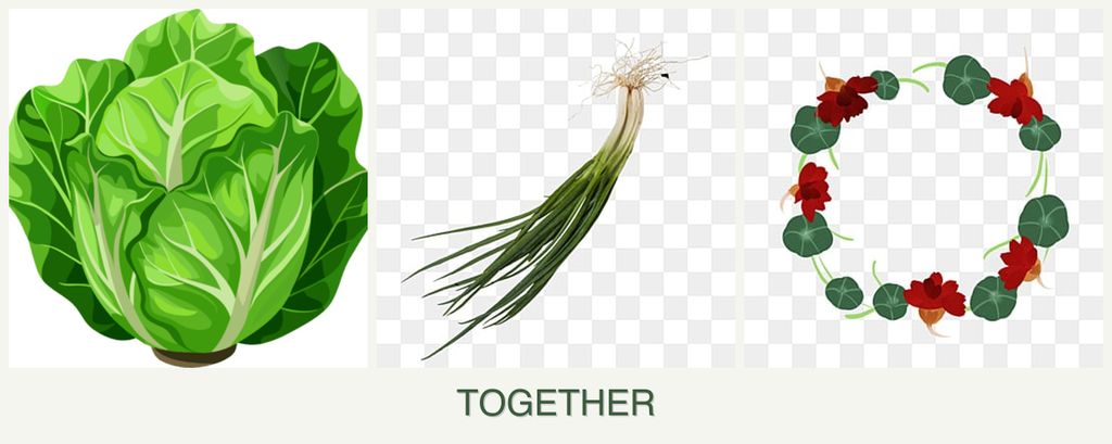 Can you plant lettuce, chives and nasturtiums together?
