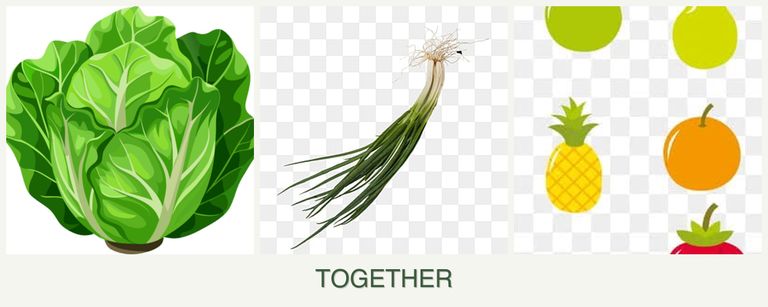 Can you plant lettuce, chives and pears together?