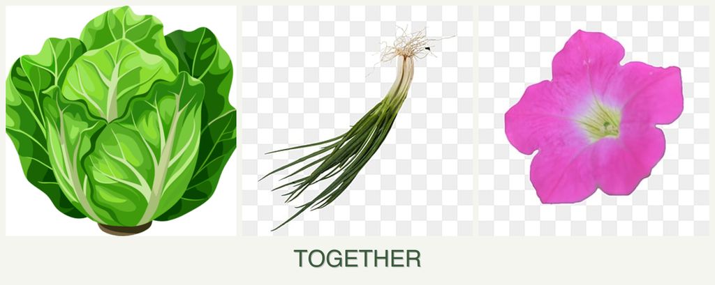 Can you plant lettuce, chives and petunias together?