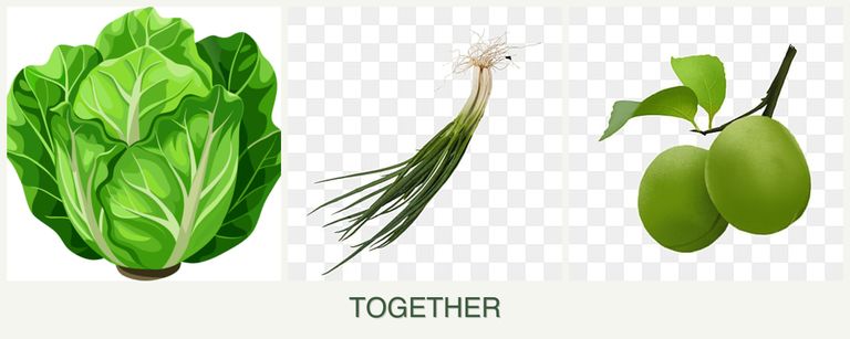 Can you plant lettuce, chives and plums together?